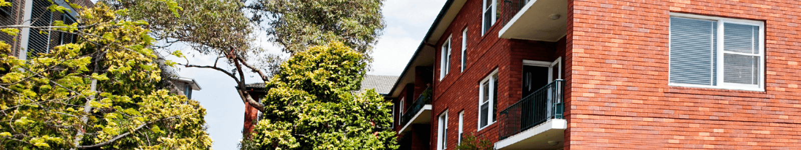robert lily header image